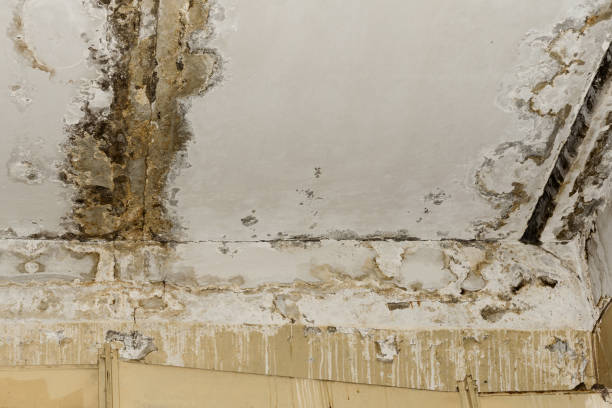 Best Water Damage & Mold Remediation  in South Glens Falls, NY